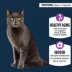 Authority® Everyday Health Indoor Senior Cat Dry Food - Chicken & Rice, With-Grain image thumbnail 2