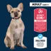 Authority® Everyday Health Small Breed Adult Dry Dog Food - Chicken & Rice image thumbnail 3