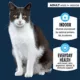 Product Authority® Everyday Health Indoor Cat Dry Food - Chicken & Rice, With-Grain