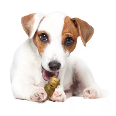 Product Nylabone® Healthy Edibles® Natural Puppy Chew Treats - Lamb & Apple