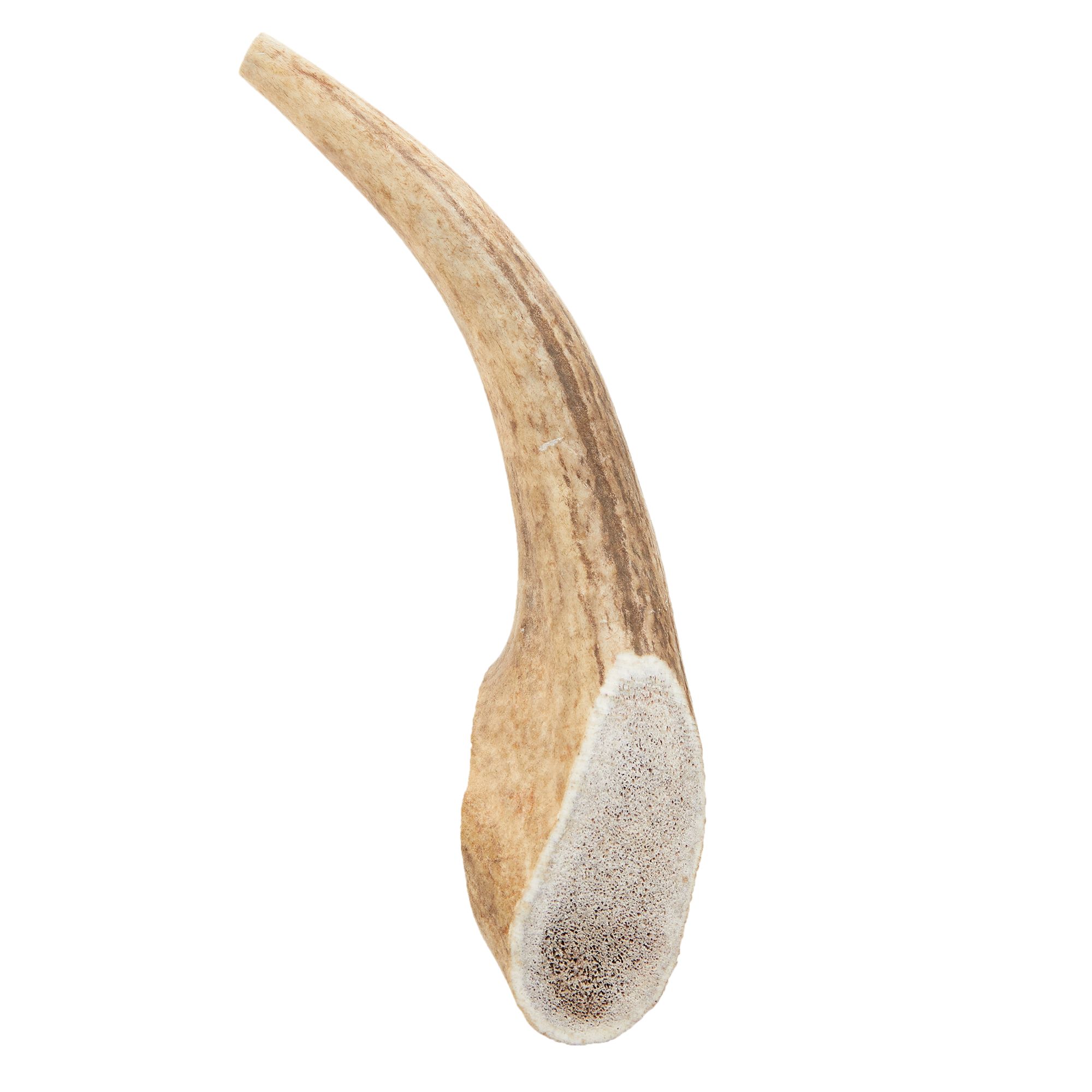 Dentley's elk outlet antler