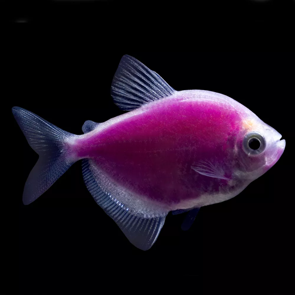 GloFish® Galactic Purple Tetra Fish