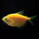 Product GloFish® Sunburst Orange Tetra Fish