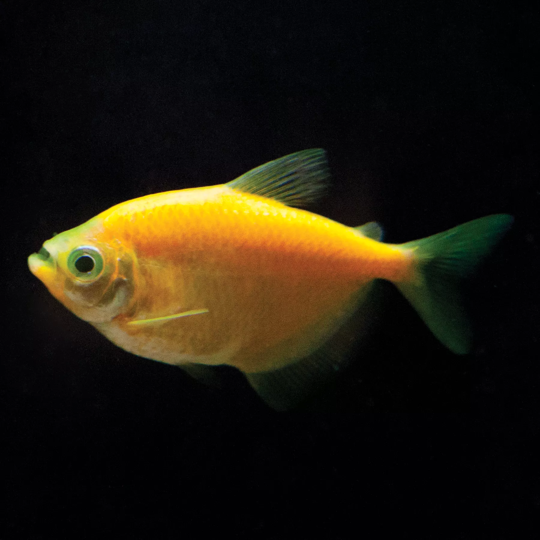 GloFish® Sunburst Orange Tetra Fish