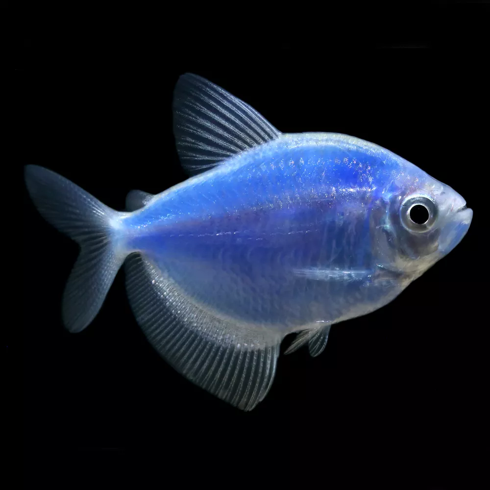 GloFish® Cosmic Blue Tetra Fish