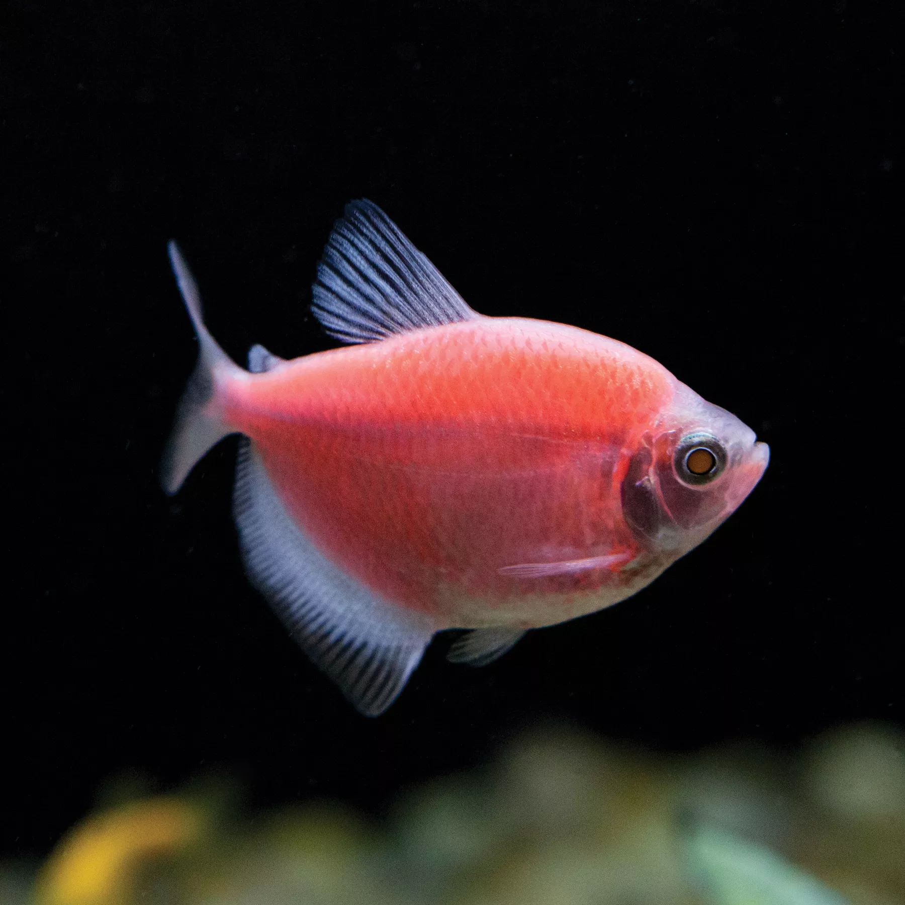 GloFish® Moonrise Pink Tetra Fish