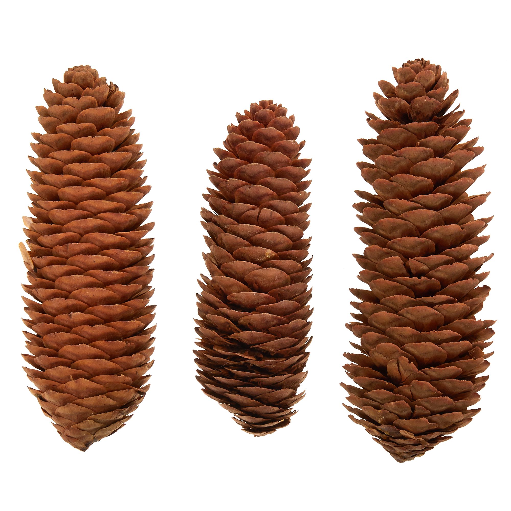 All Living Things 3 Pack Pine Cone Small Pet Chew Small Pet Toys Petsmart