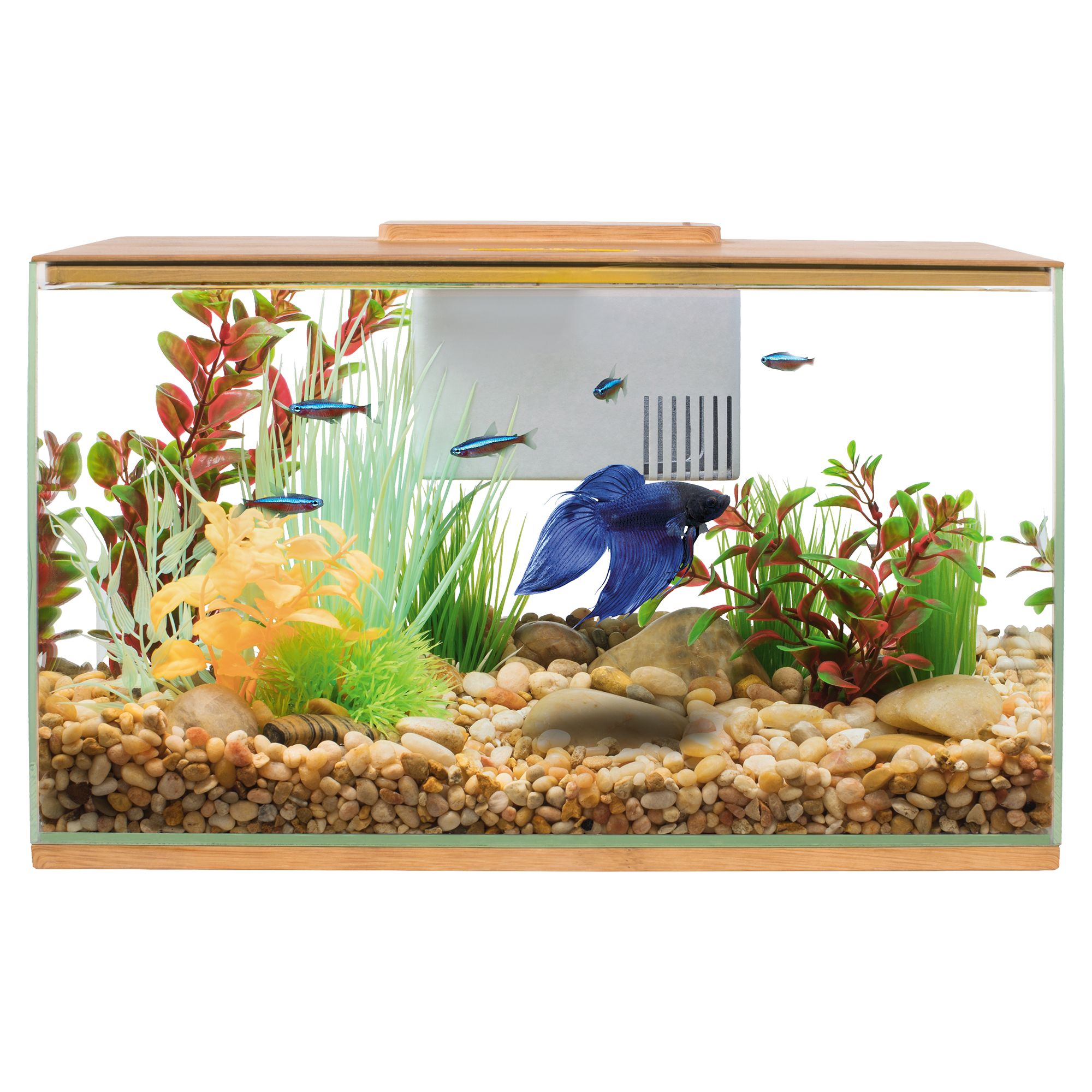 Petsmart small sale aquarium