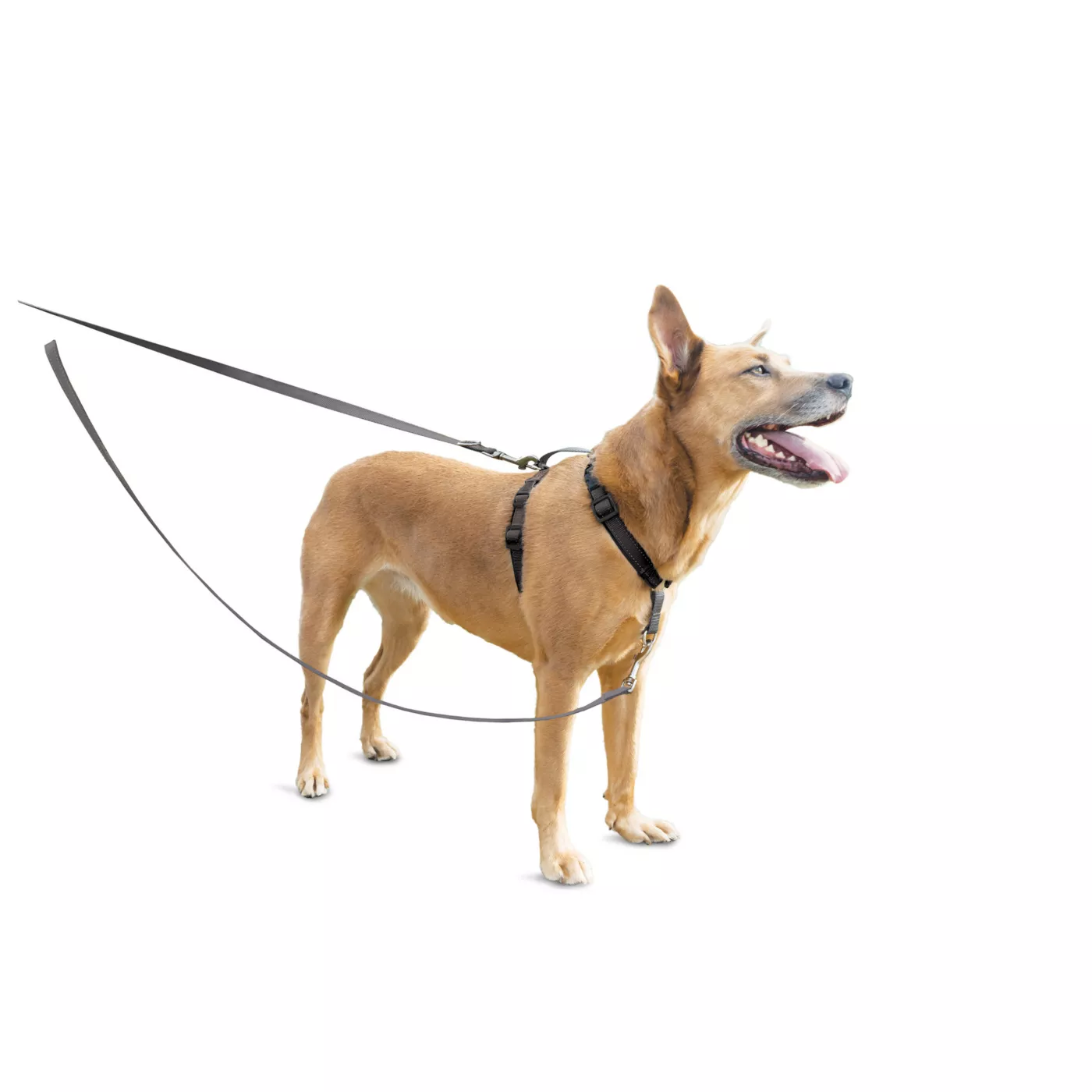 Double leash petsmart hotsell