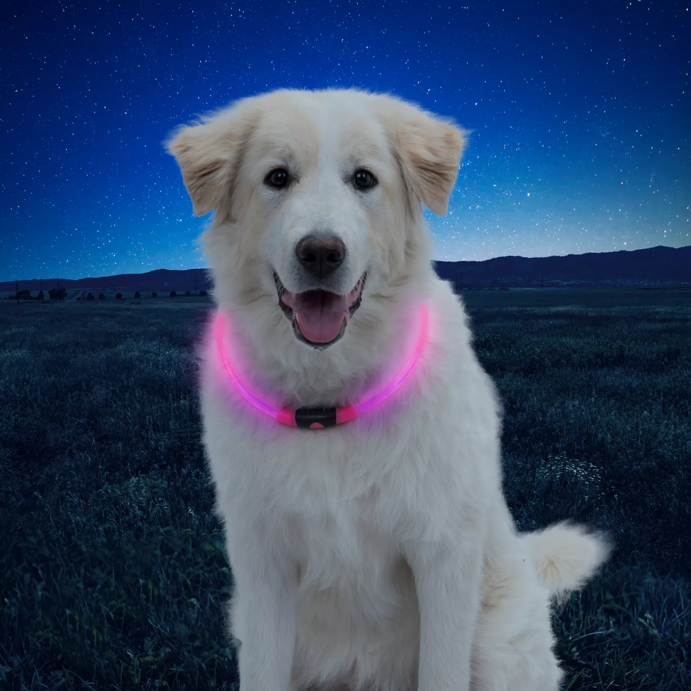 Led dog collar best sale