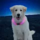 Product Nite Ize® NiteHowl™ LED Dog Safety Necklace