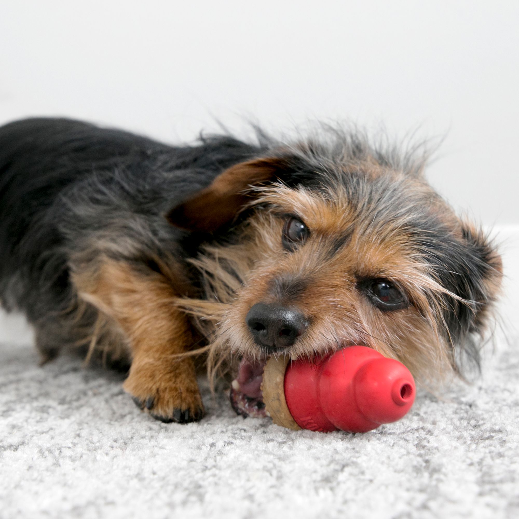 kong marathon ball