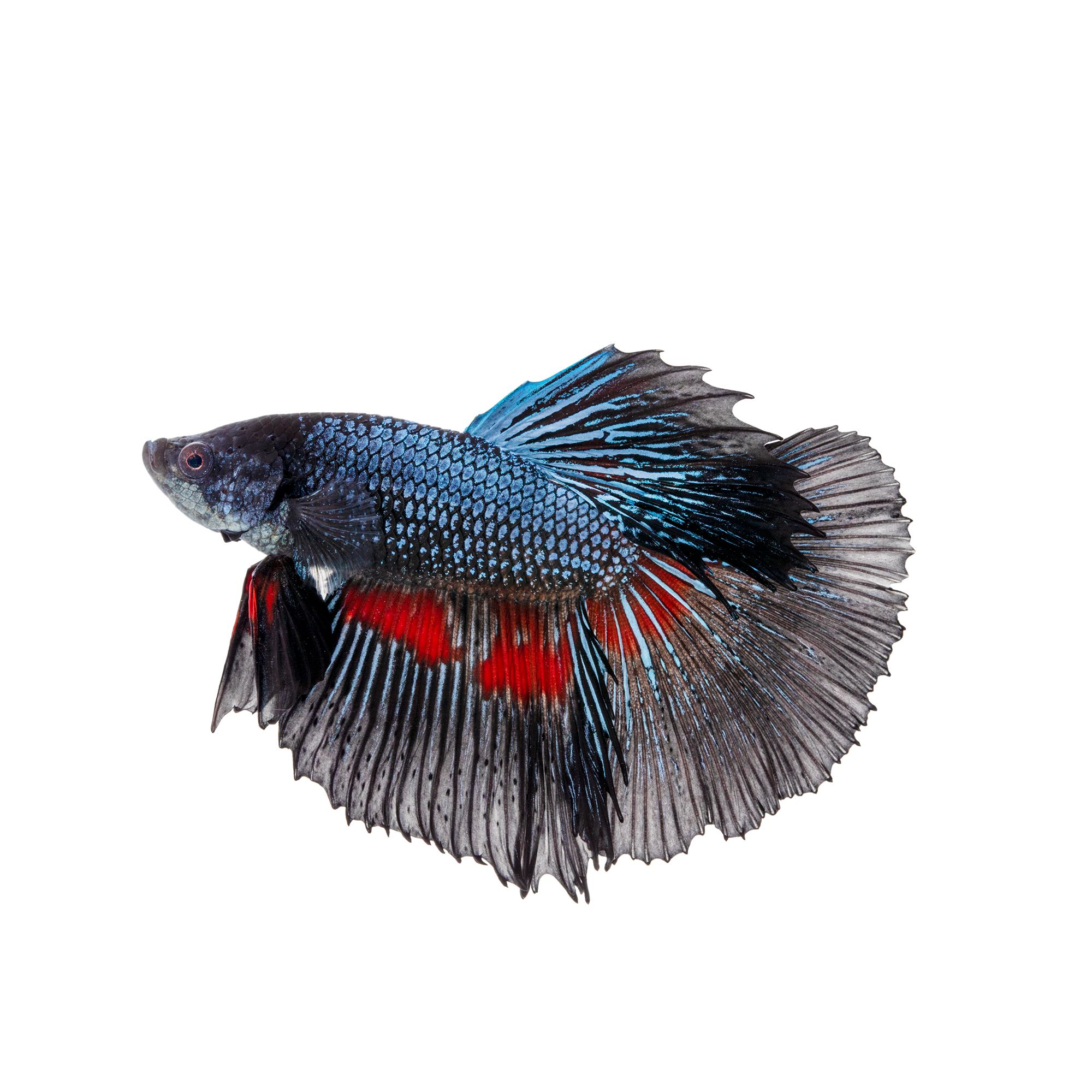 Pet Fish - Live Shrimp, Barb, Goldfish, Minnows, Betta & Cichlids