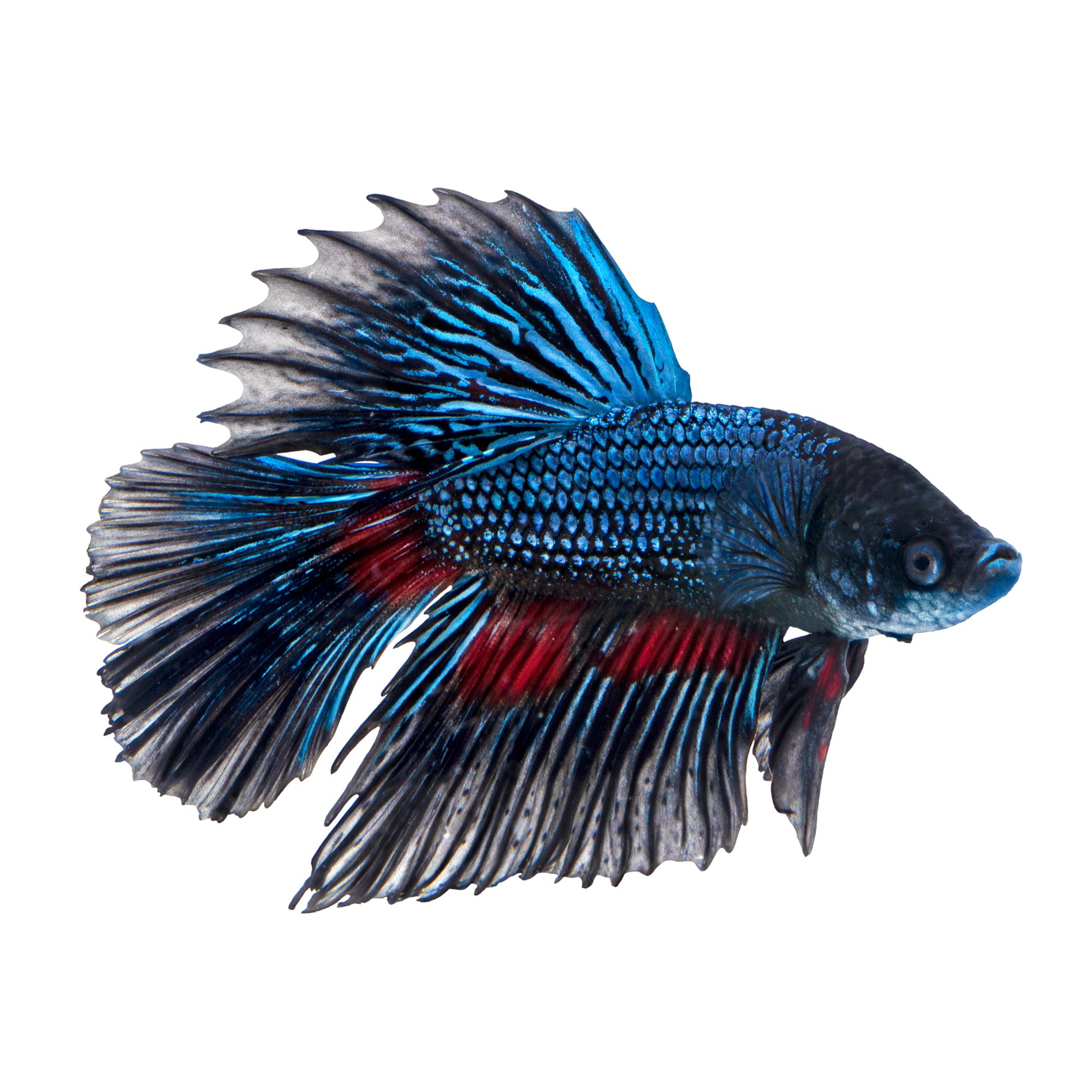 Black Orchid Male Betta Fish Fish Goldfish Betta More Petsmart