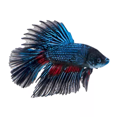 Product Black Orchid Male Betta Fish