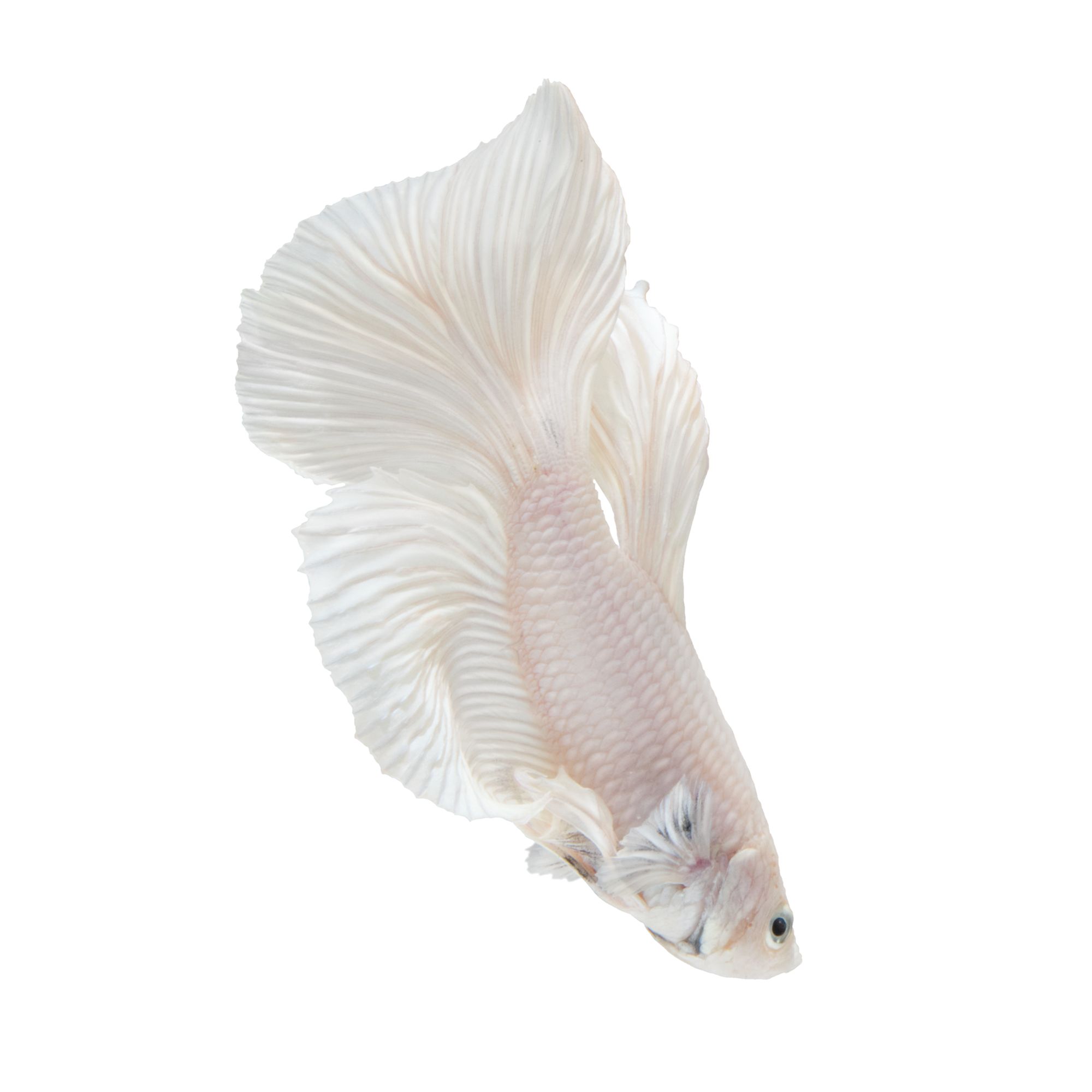 Platinum Male Betta Fish, fish Goldfish, Betta & More