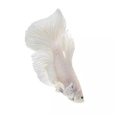 Product Platinum Male Betta Fish