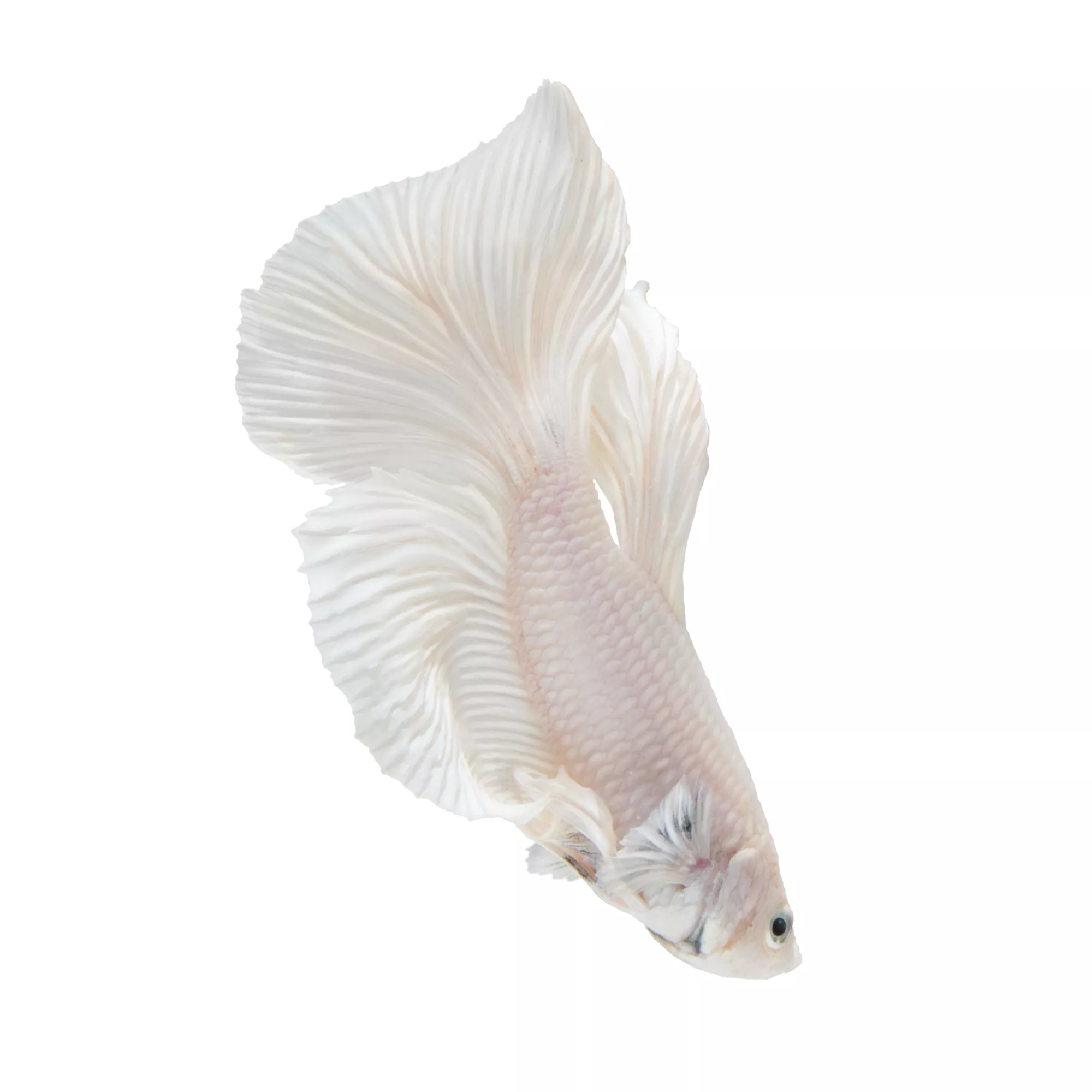 Platinum Male Betta Fish