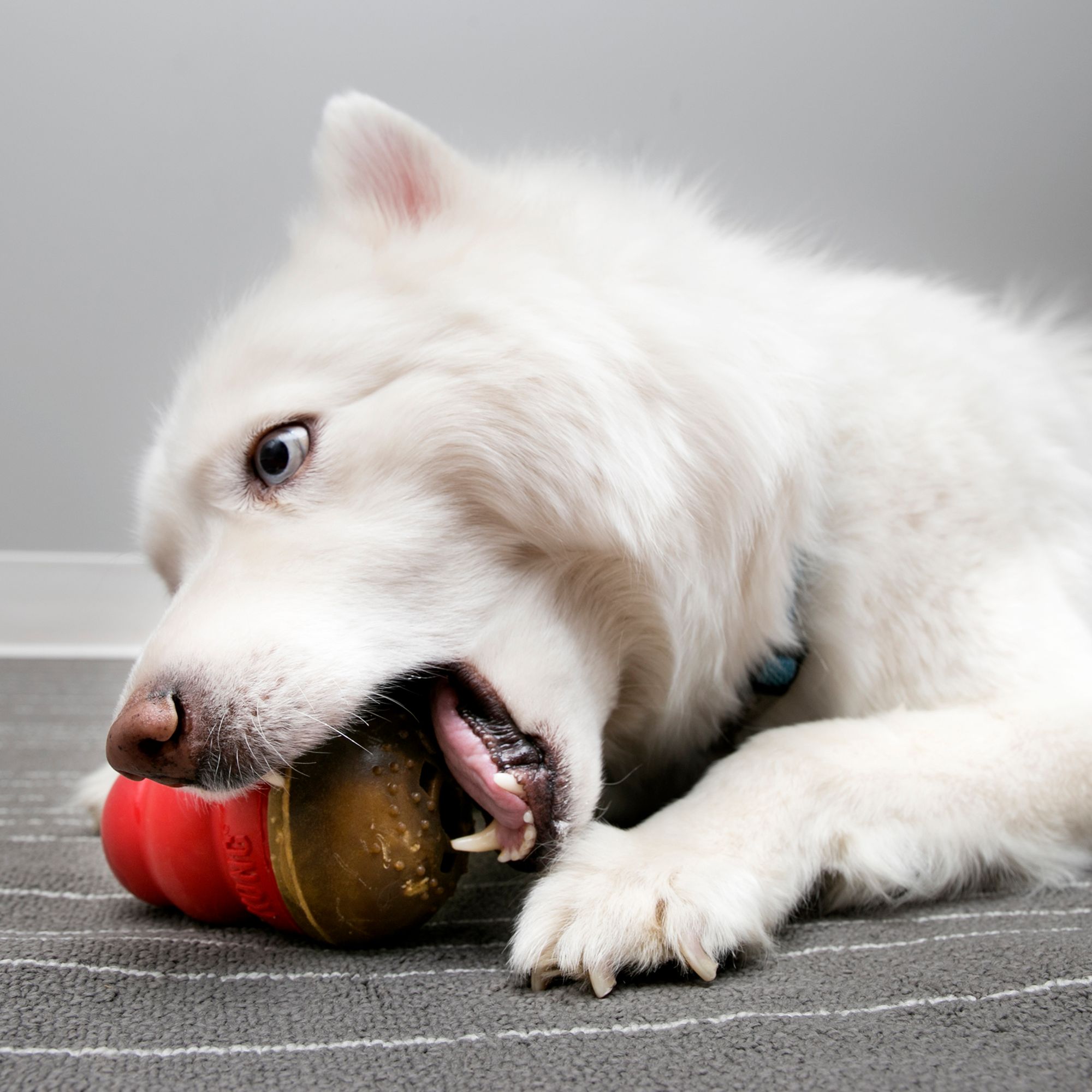 kong marathon chew refill dog treat large