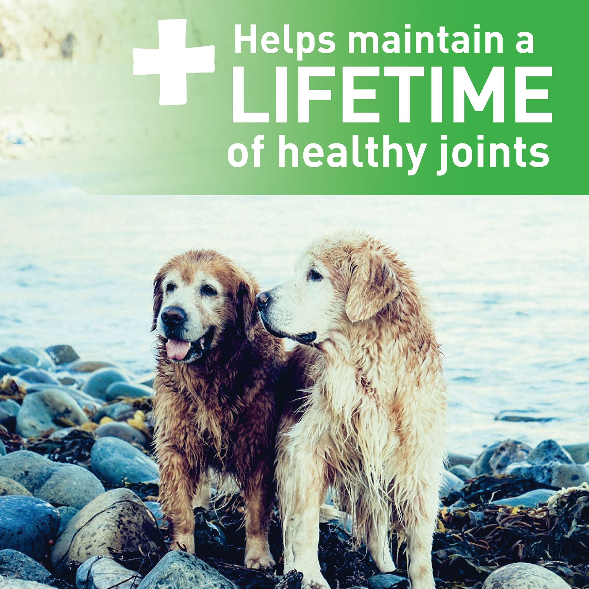 dental chews for senior dogs
