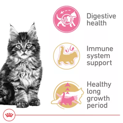 Product Royal Canin® Feline Breed Nutrition Maine Coon Breed Kitten Dry Cat Food