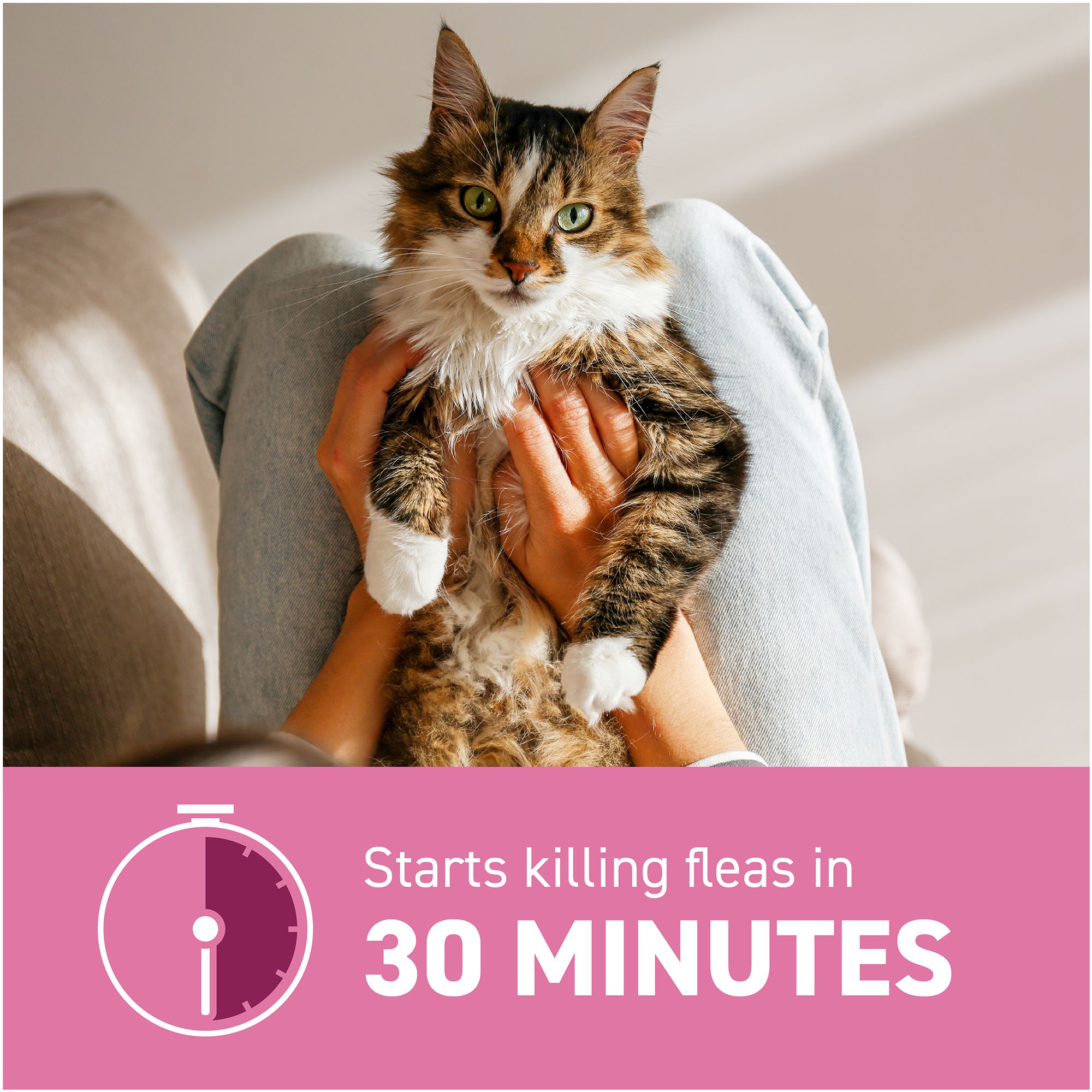 healthy flea treatment for cats