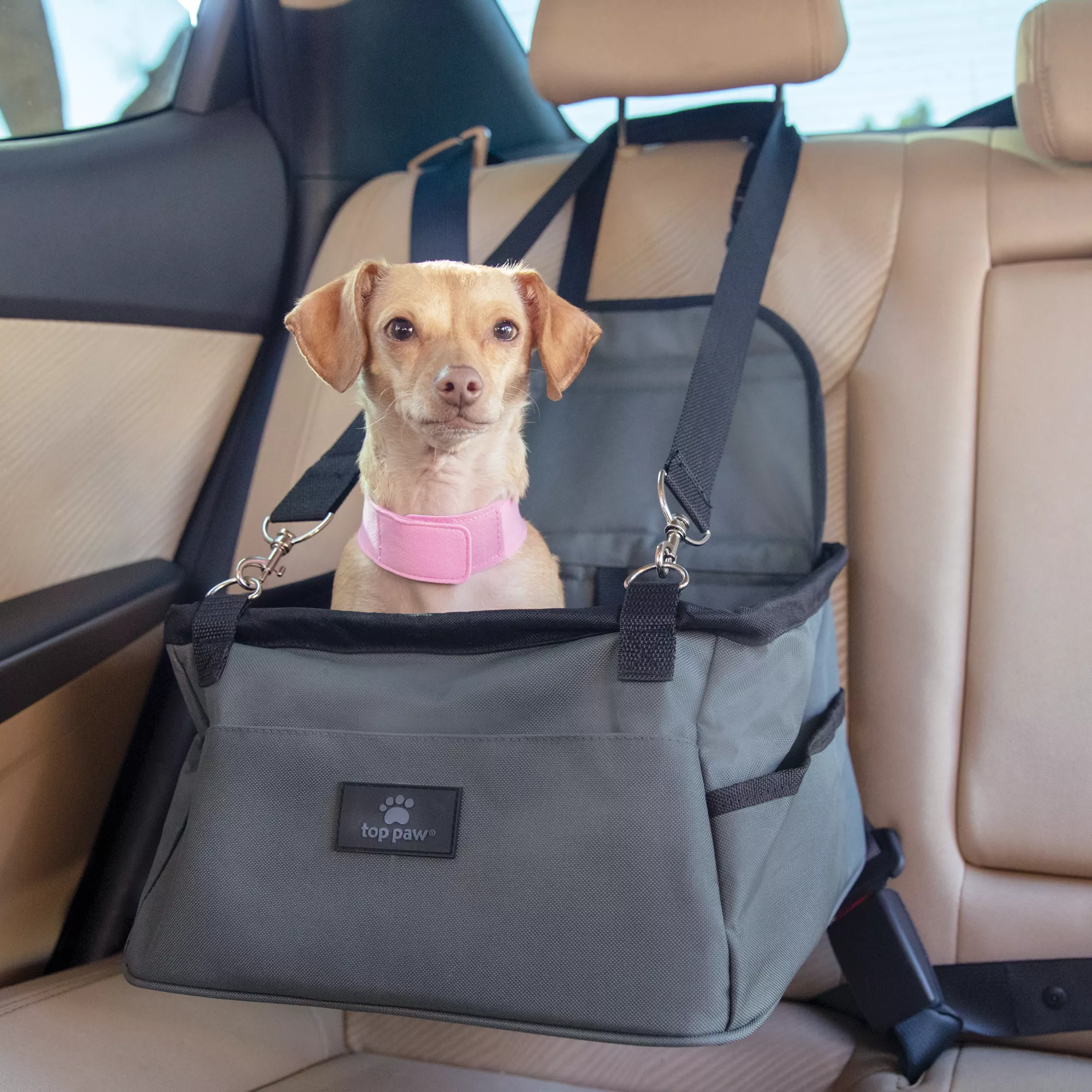 Dog seat belt tether petsmart best sale