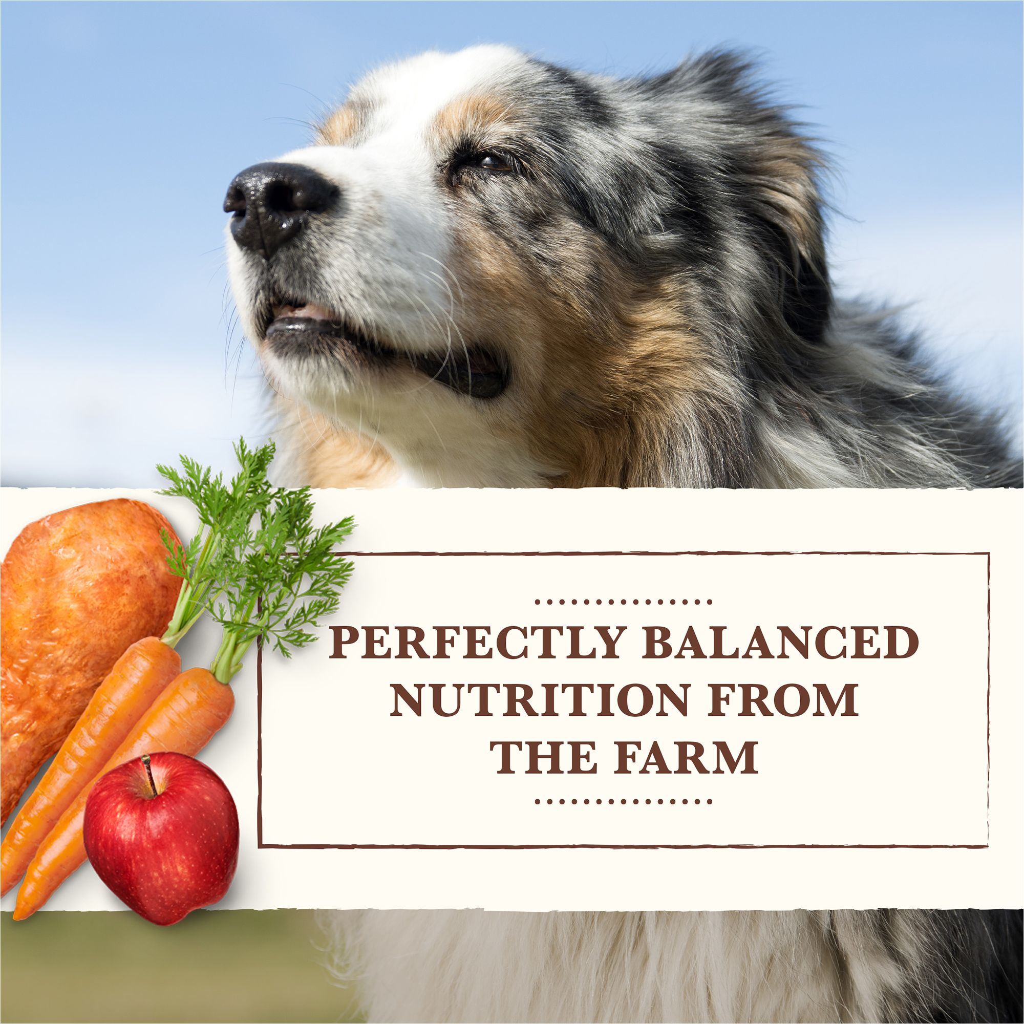 whole earth farms wet dog food