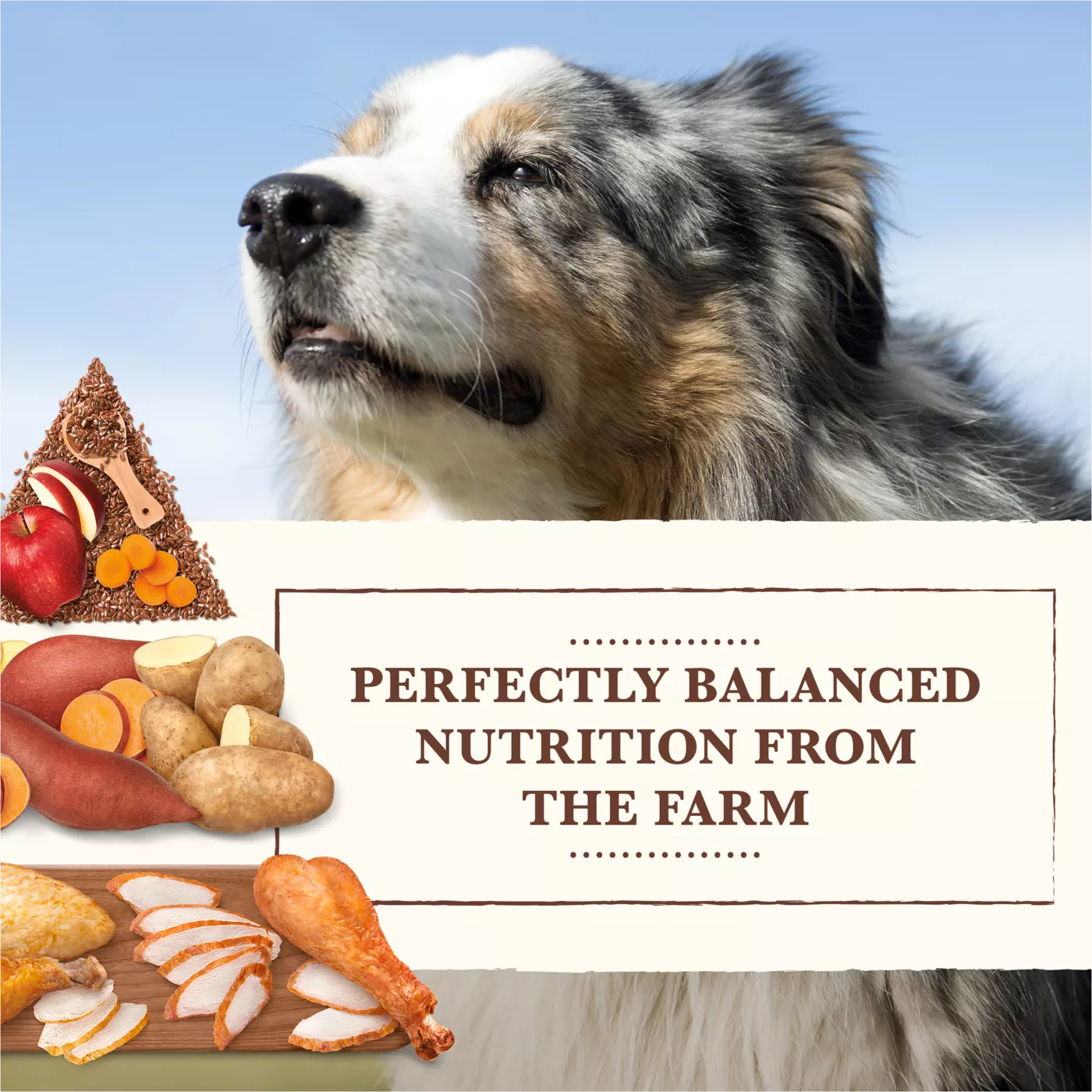 Best dog food with whole grains best sale