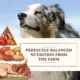 Product Whole Earth Farms® Adult Dry Dog Food - Pork