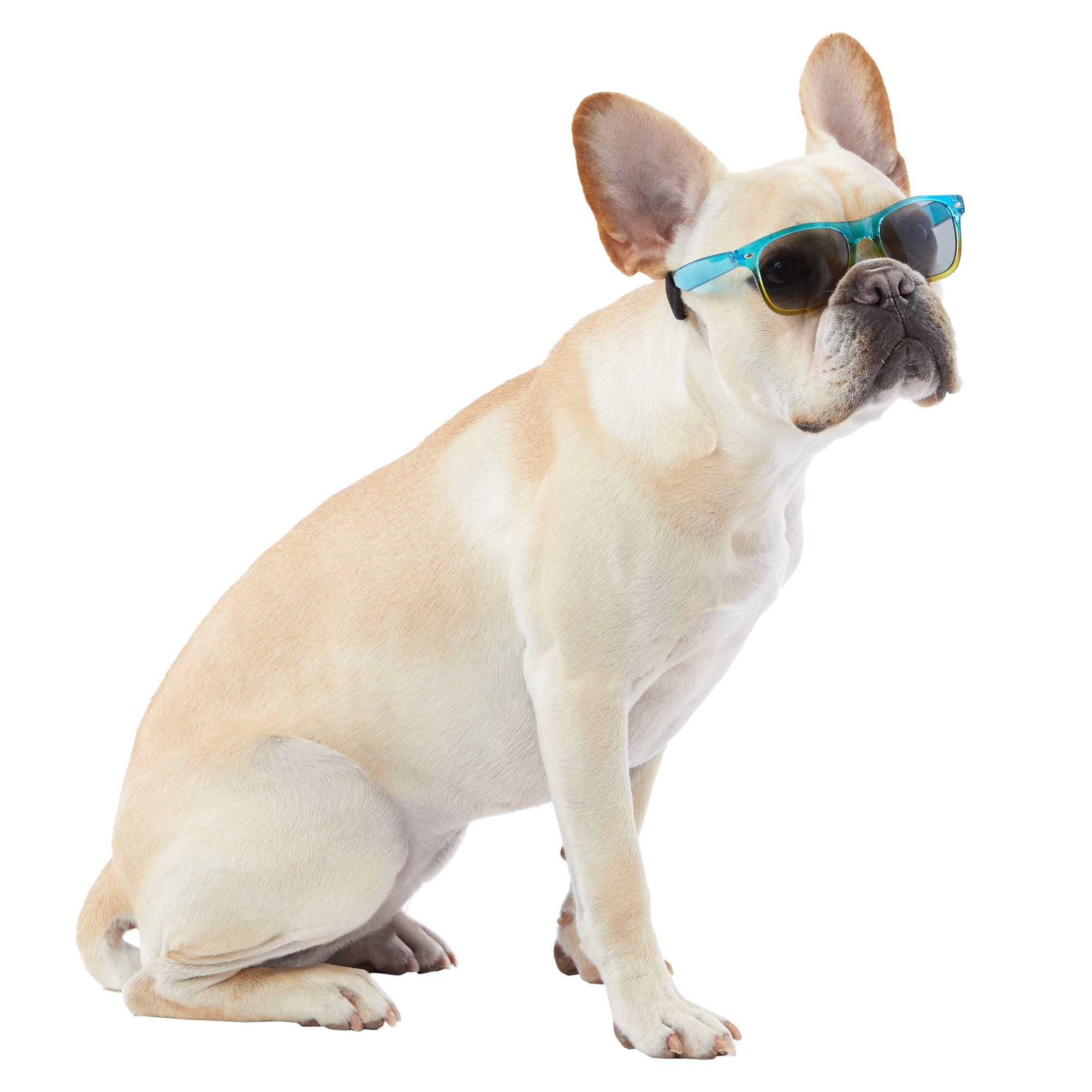 dog sunglasses petsmart