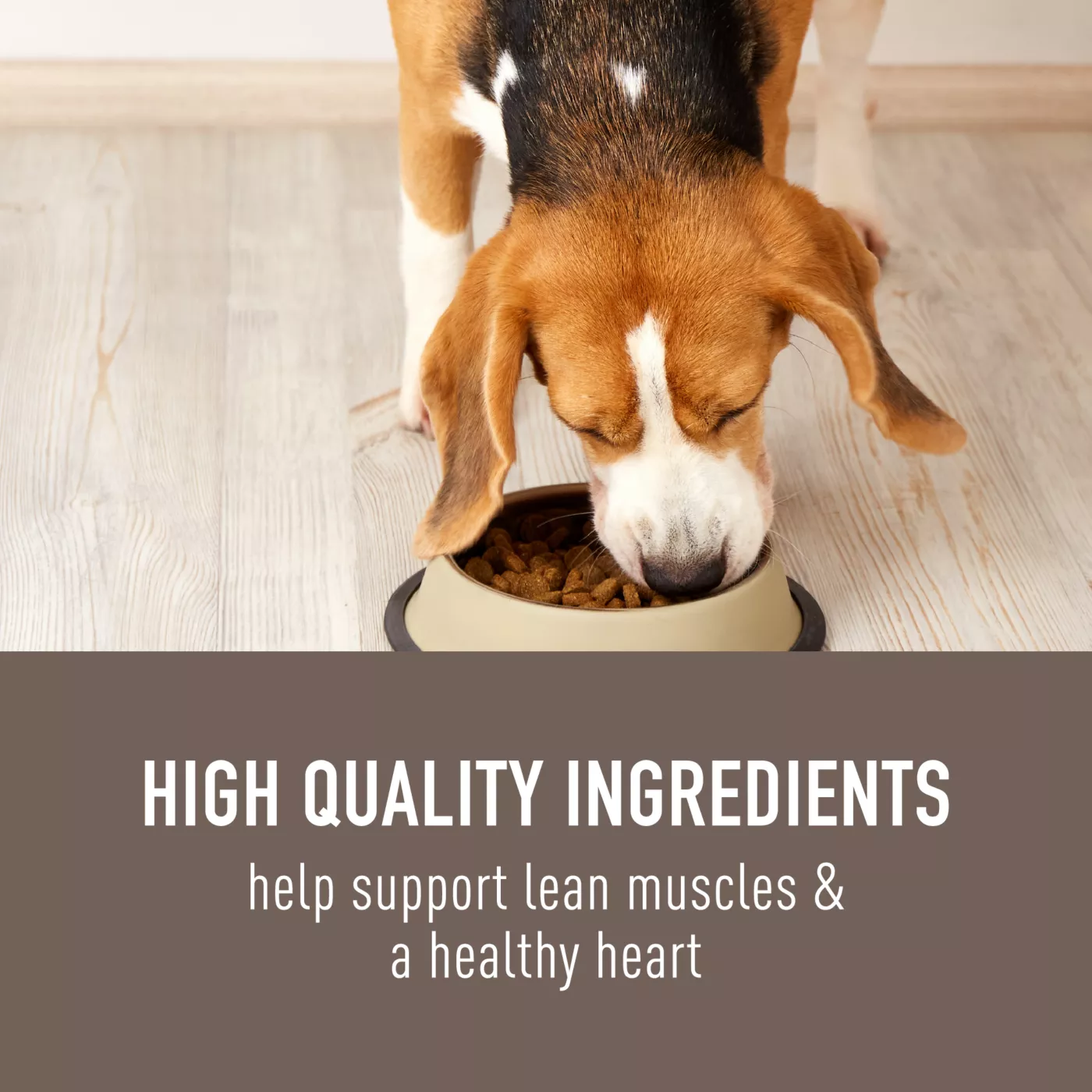 Dog food list causing heart problems hotsell