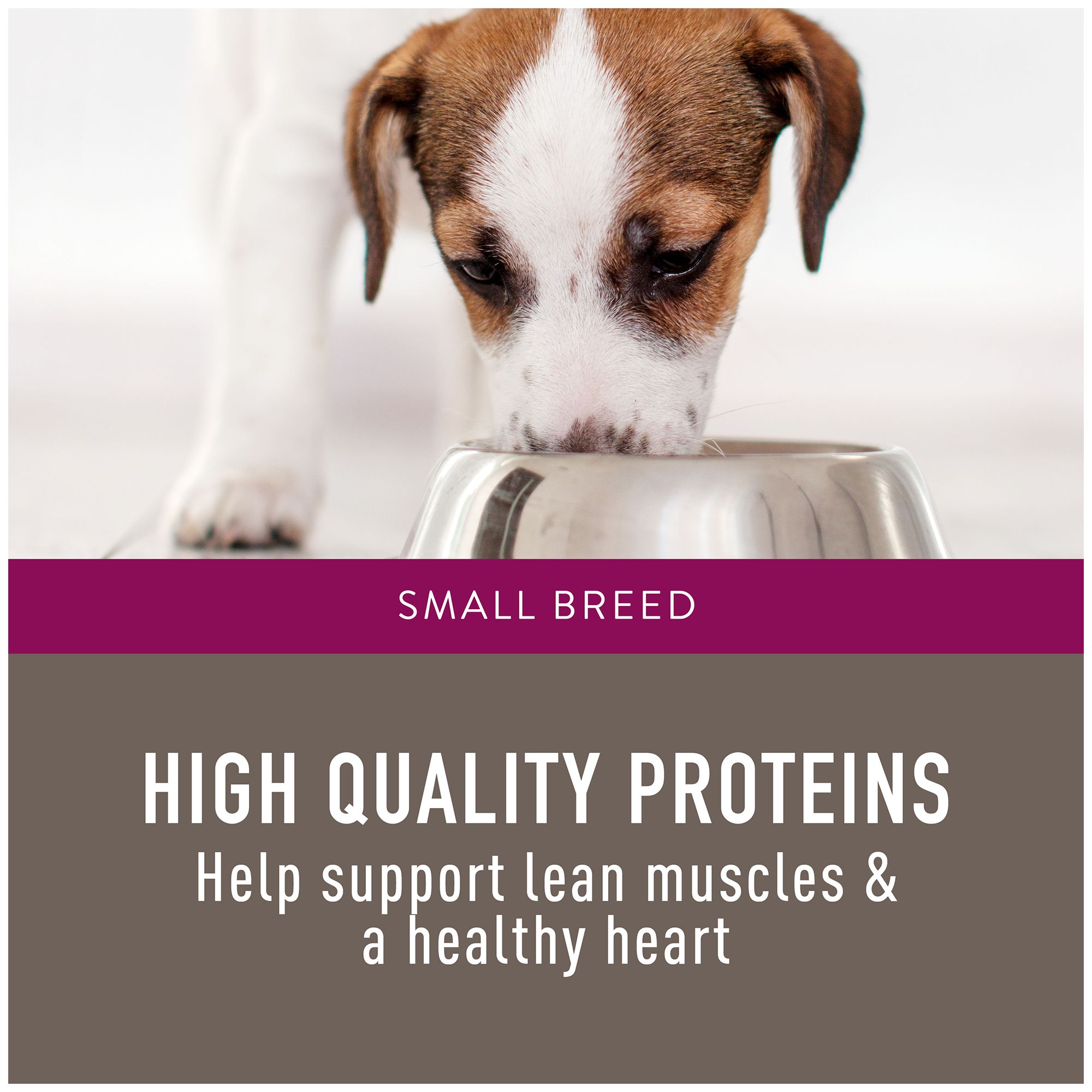 simply nourish small breed dog food