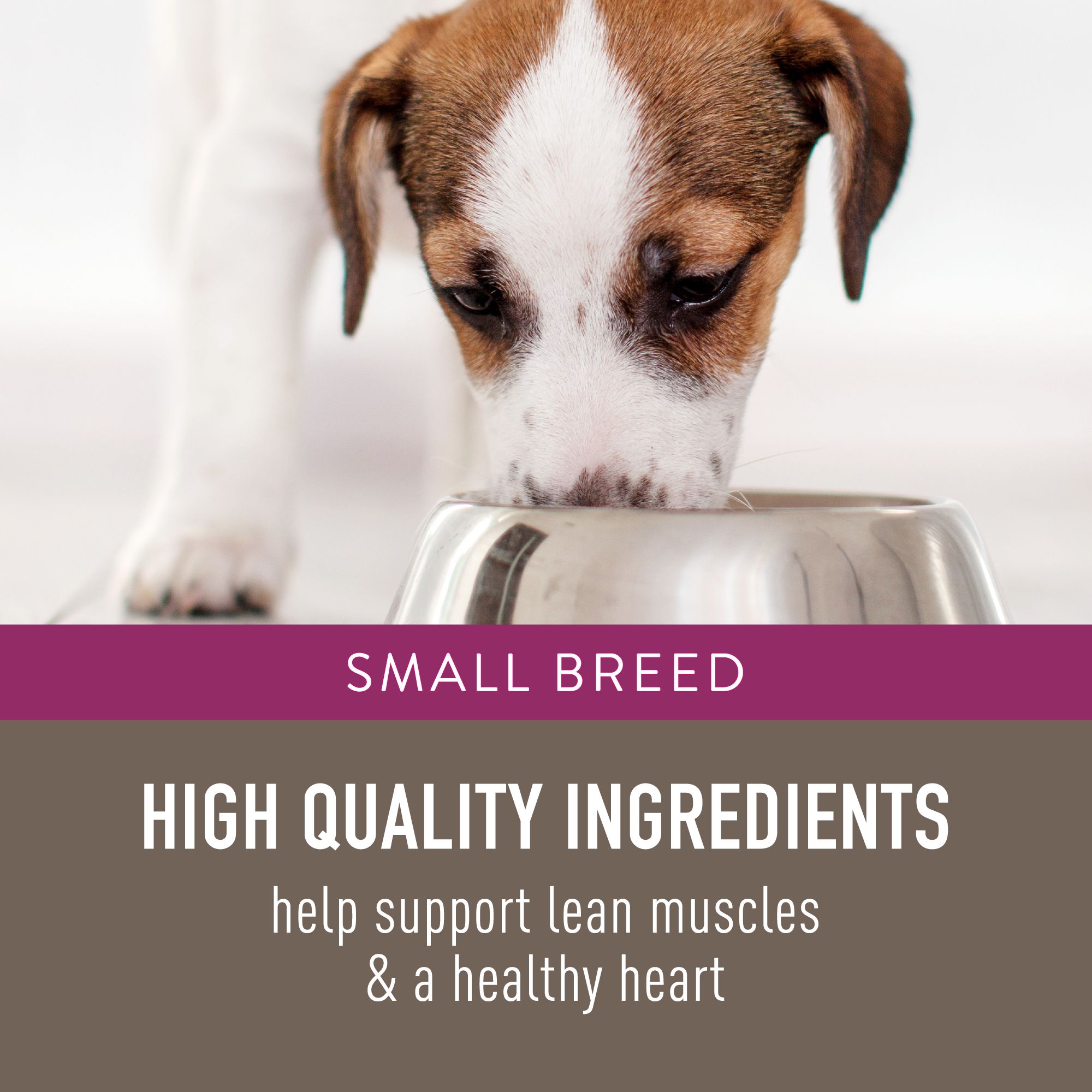 simply nourish small breed dog food