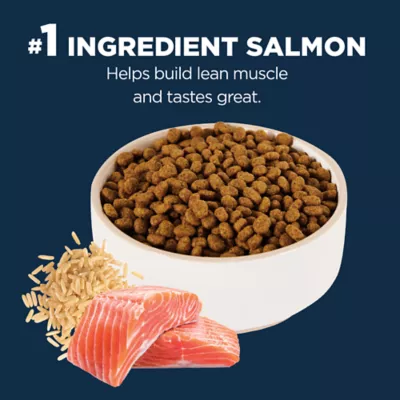 Product Authority® Everyday Health Indoor Kitten Cat Dry Food - Salmon & Rice, With-Grain