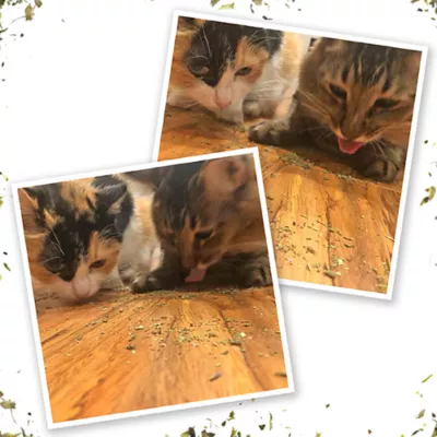 Product Meowijuana® Kalico Kush - Valerian Root & Catnip Blend