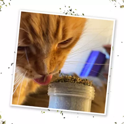Product Meowijuana® Kalico Kush - Valerian Root & Catnip Blend