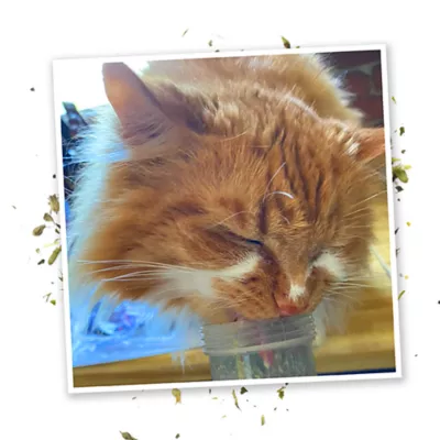 Product Meowijuana® Kalico Kush - Valerian Root & Catnip Blend