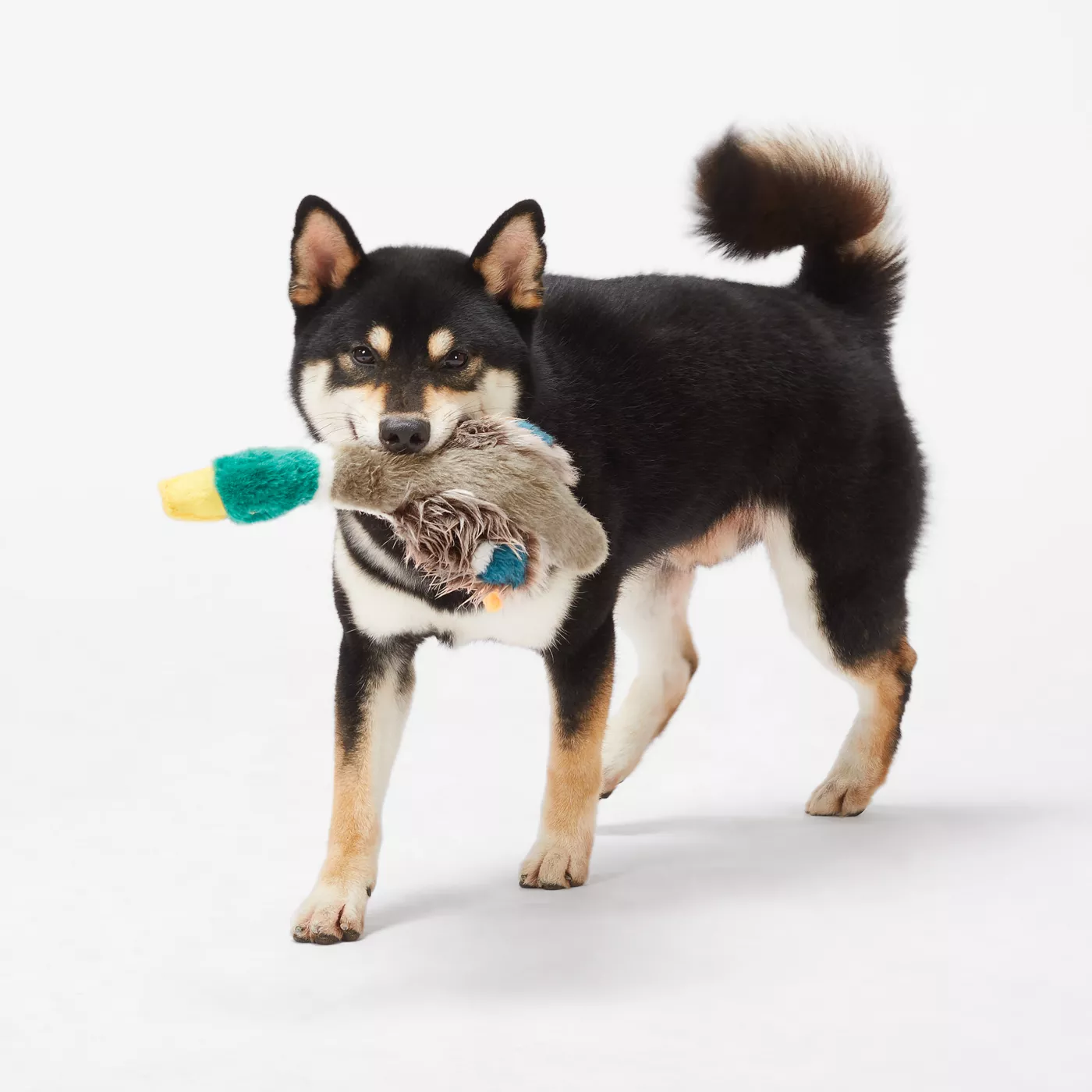 Joyhound Crazy Comfy Realistic Duck Dog Toy Plush, Squeaker