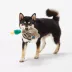 Joyhound® Crazy Comfy Realistic Duck Dog Toy - Plush, Squeaker image thumbnail 3