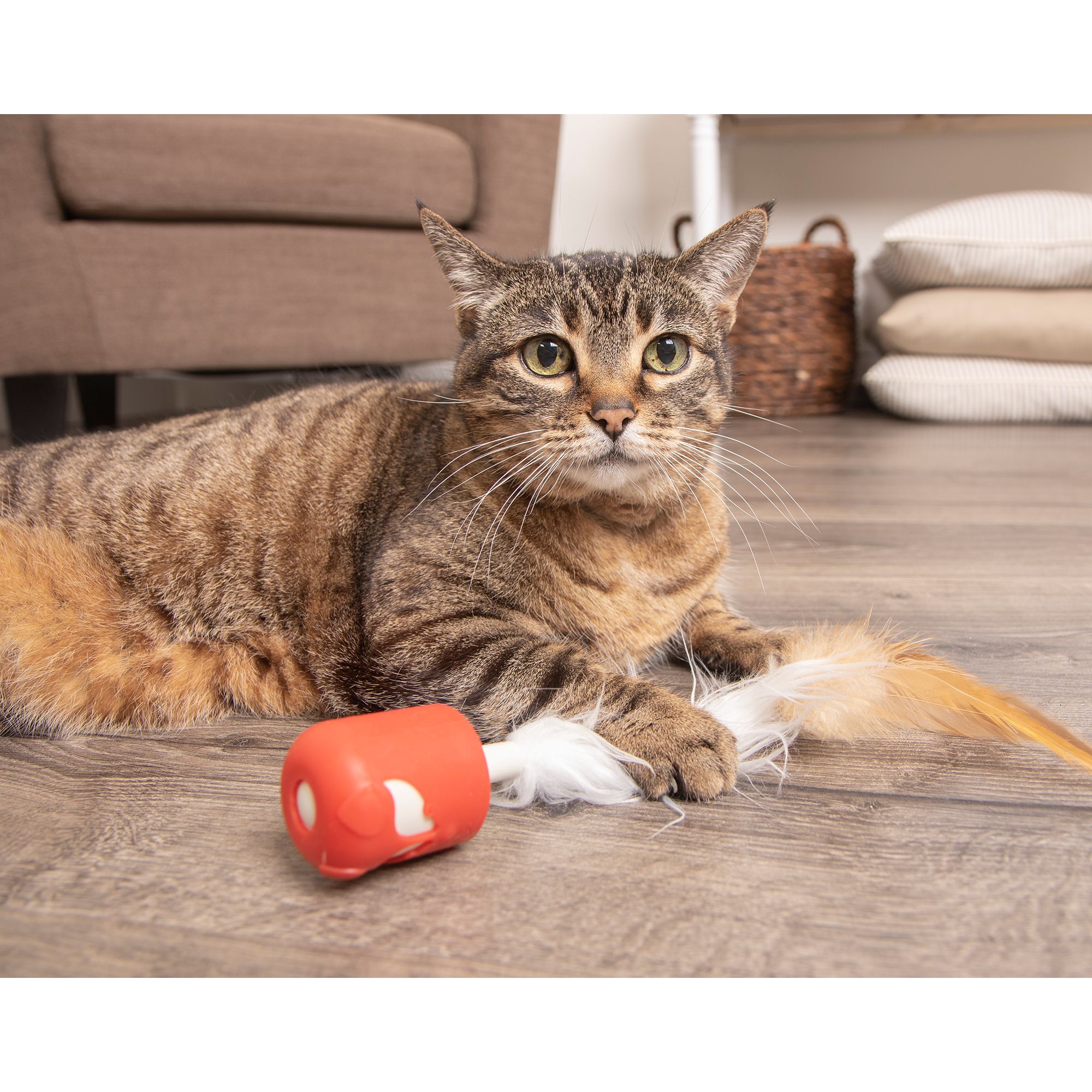 petlinks foxy frenzy