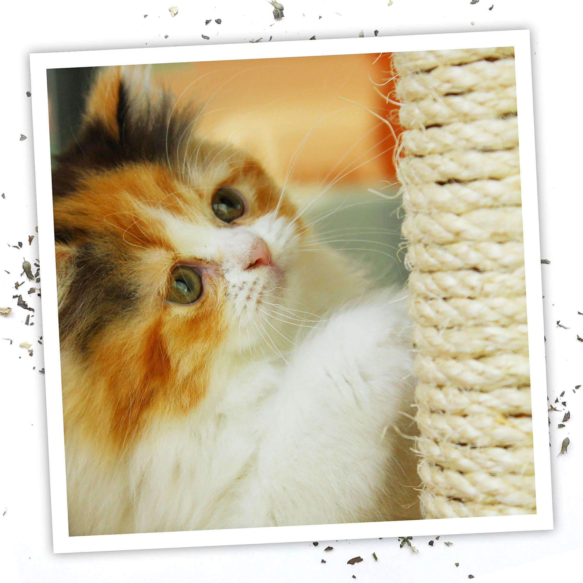 Meowijuana Catnip Oil Spray Toy - thumbnail 5