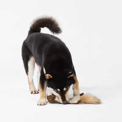 Product Joyhound® Crazy Comfy Realistic Squirrel Flattie Dog Toy - Crinkle, Squeaker