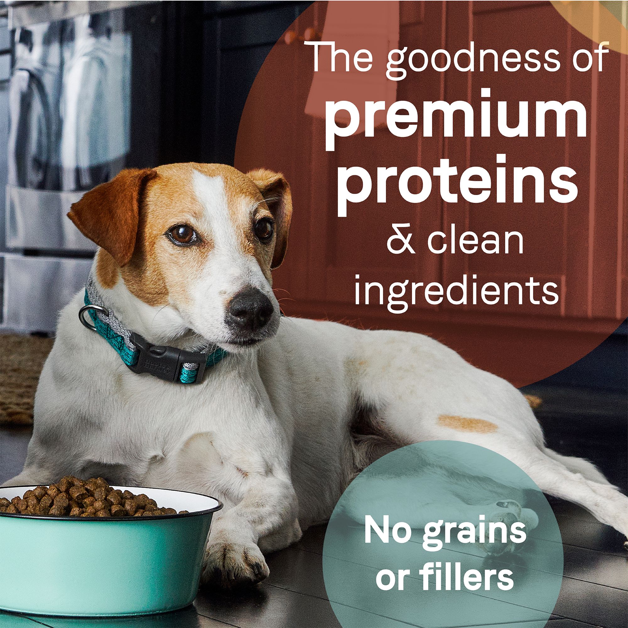canidae puppy food ingredients