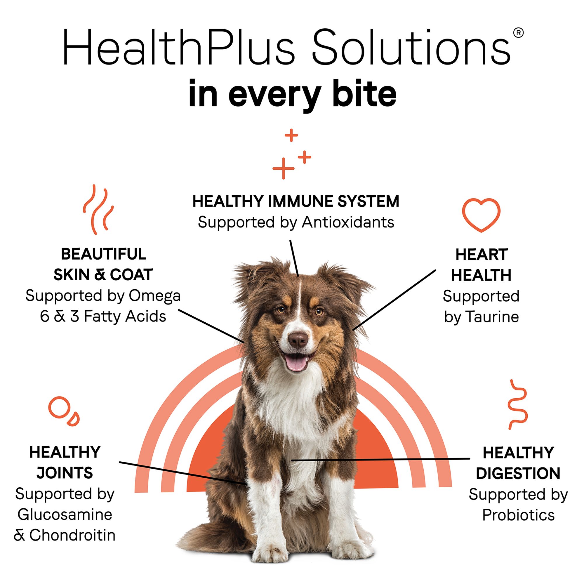 canidae under the sun lamb