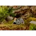 Exo Terra® Wet Rock Reptile Hideout image thumbnail 2