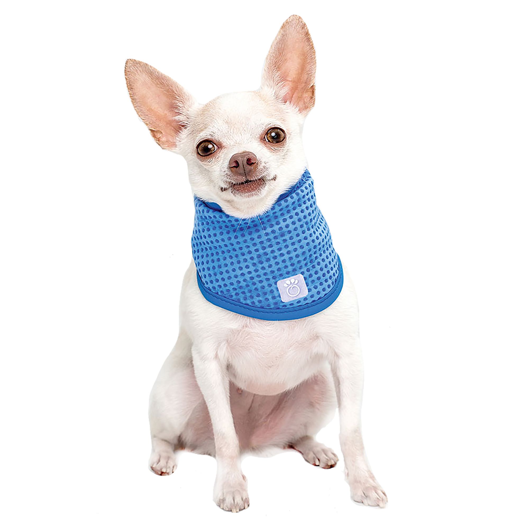 dog birthday hats petsmart