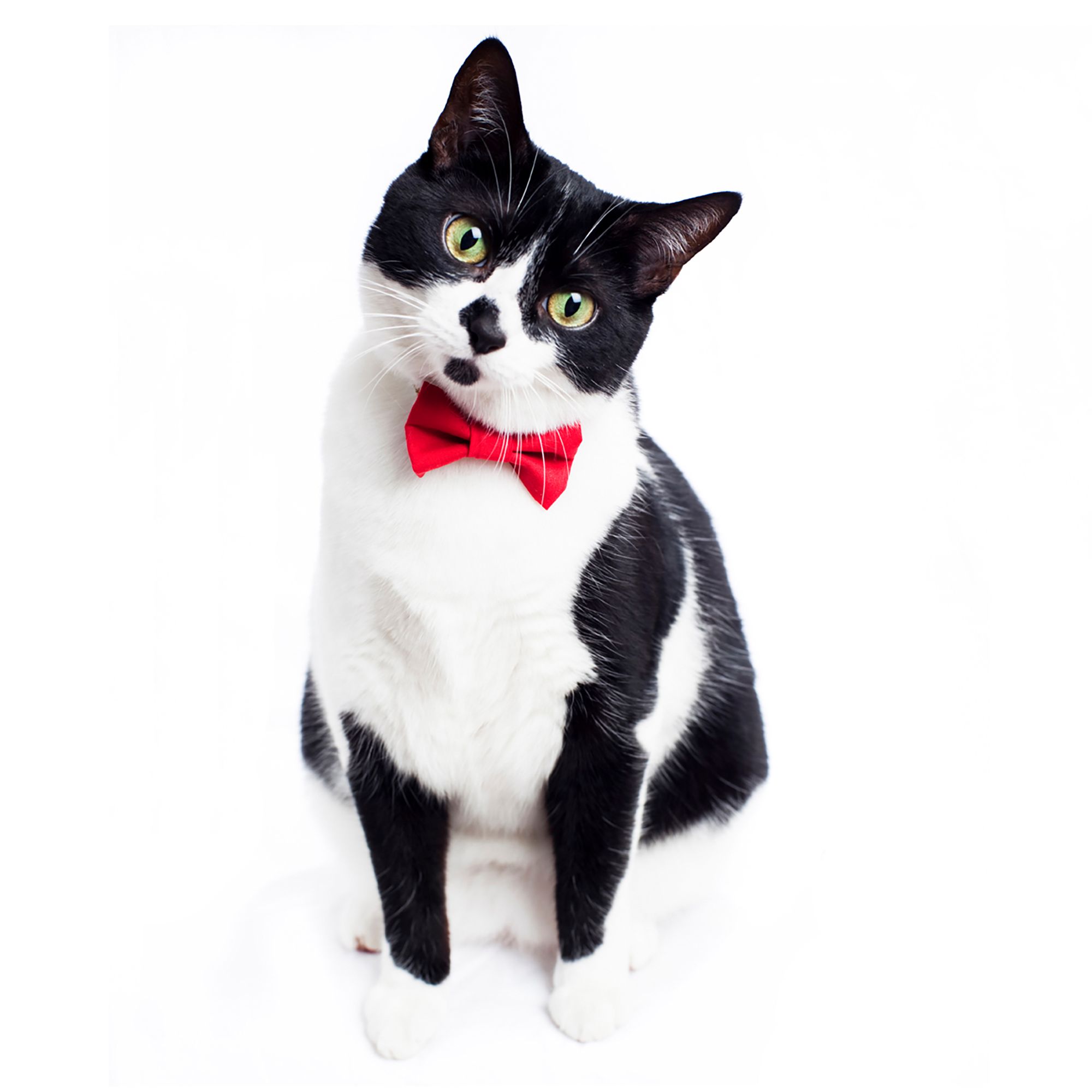 cat bow tie