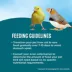 All Living Things® Fortified Canary & Finch Bird Food image thumbnail 5