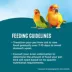 All Living Things® Fortified Conure Bird Food image thumbnail 5